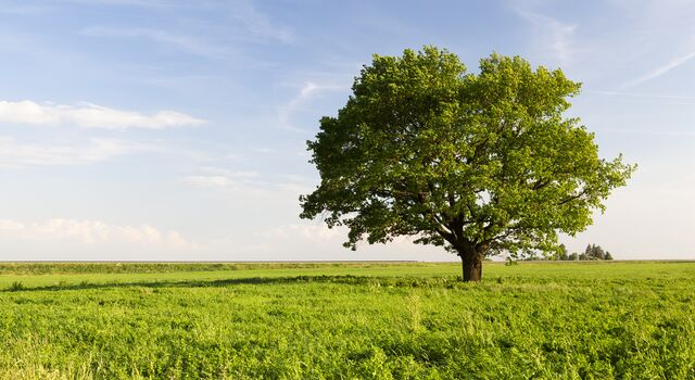 COLOUR-IMAGE_green-field-tree-environment_feb26