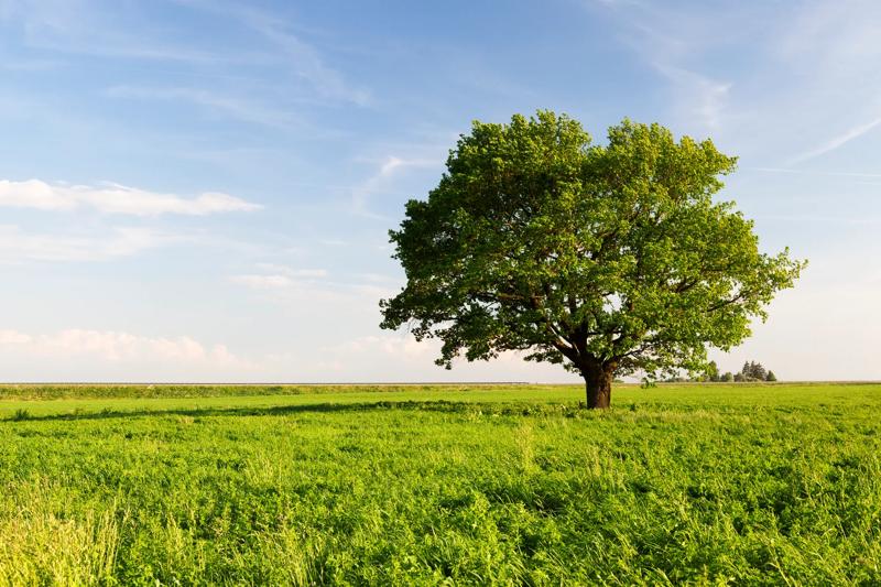 COLOUR-IMAGE_green-field-tree-environment_feb26